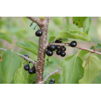 Rhamnus Schors